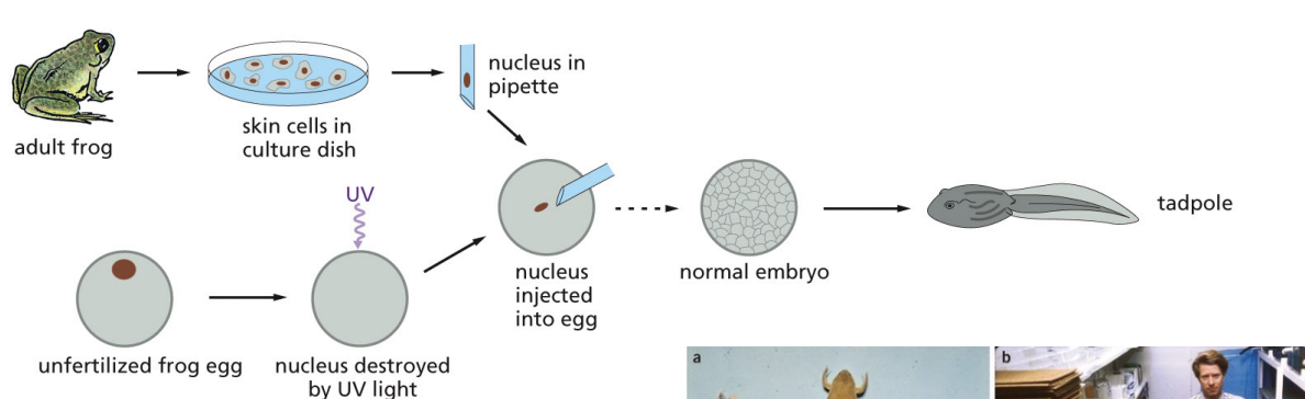 <p>Destroy nucleus of unfertilized frog egg through UV light then inject the nucleus of adult frog skin cells into that egg. The frog will create normal embryo and turn into tadpole</p>