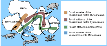 <p>the study of the distribution of species and ecosystems across geographic space and through geological time</p>