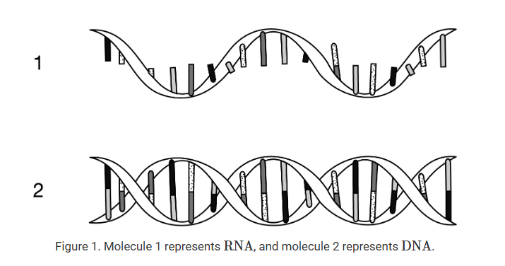 <p>Which of the following best describes a structural similarity between the two molecules shown in Figure 1 that is relevant to their function?</p><p>A) Both molecules are composed of the same four nucleotides, which allows each molecule to be produced from the same pool of available nucleotides.</p><p>B) Both molecules are composed of the same type of five-carbon sugar, which allows each molecule to act as a building block for the production of polysaccharides.</p><p>C) Both molecules contain nucleotides that form base pairs with other nucleotides, which allows each molecule to act as a template in the synthesis of other nucleic acid molecules.</p><p>D) Both molecules contain nitrogenous bases and phosphate groups, which allows each molecule to be used as a monomer in the synthesis of proteins and lipids.</p>