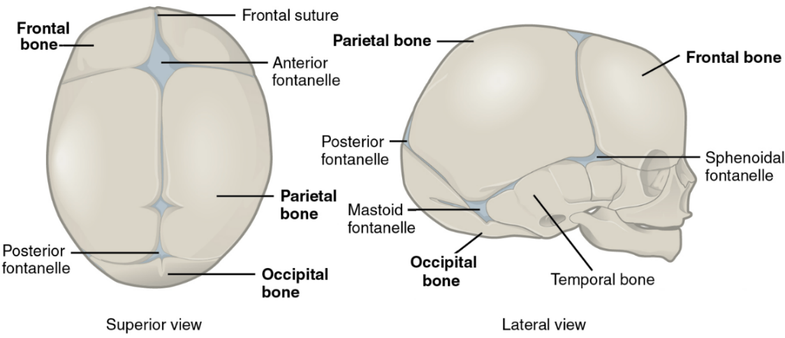 <ol><li><p>Fontanelles</p></li><li><p>Anterior fontanelle</p></li></ol><p></p>