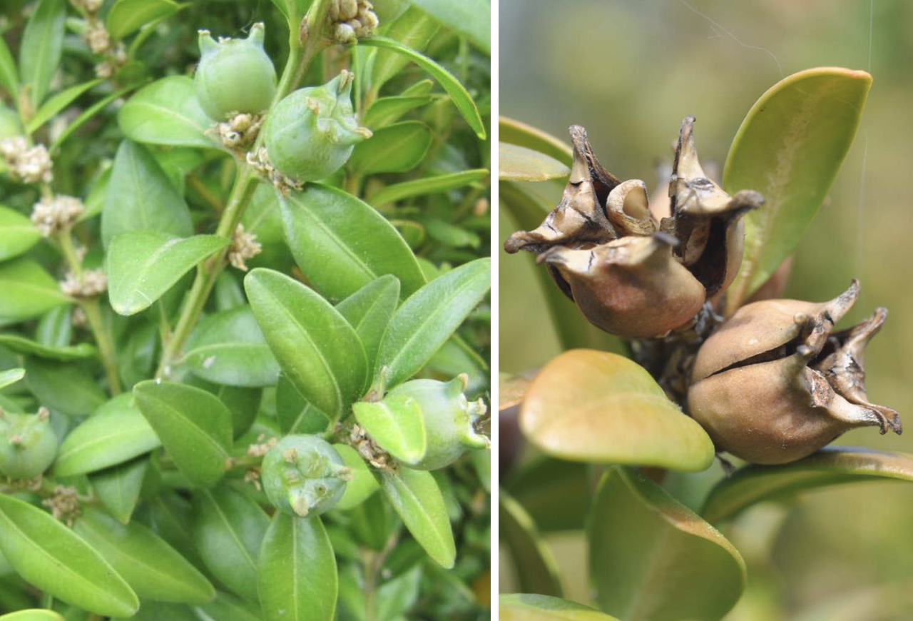 <p>Buxus sempervirens</p>