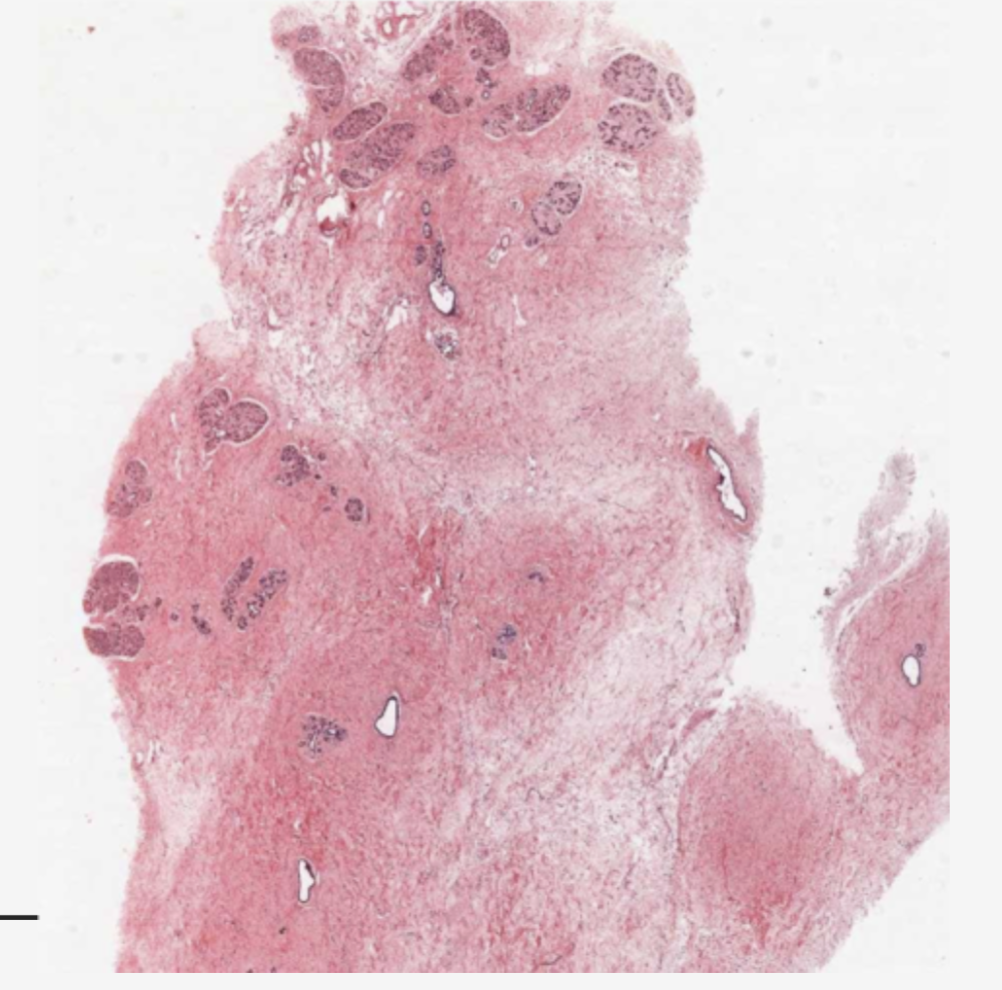 <p>identify the organ</p>