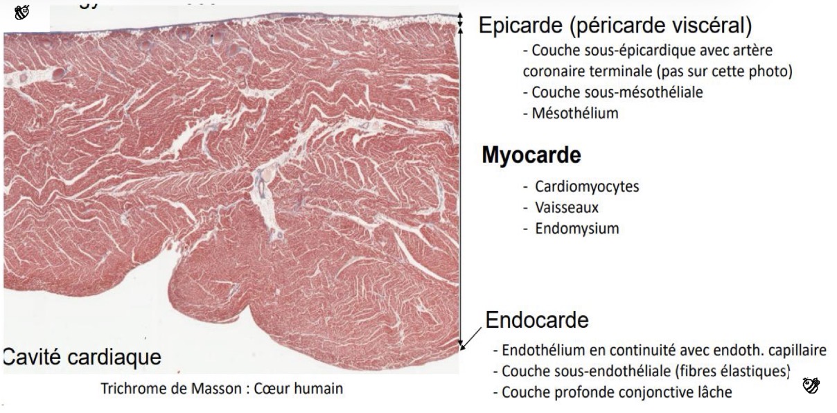 <p>La paroi cardiaque.</p>