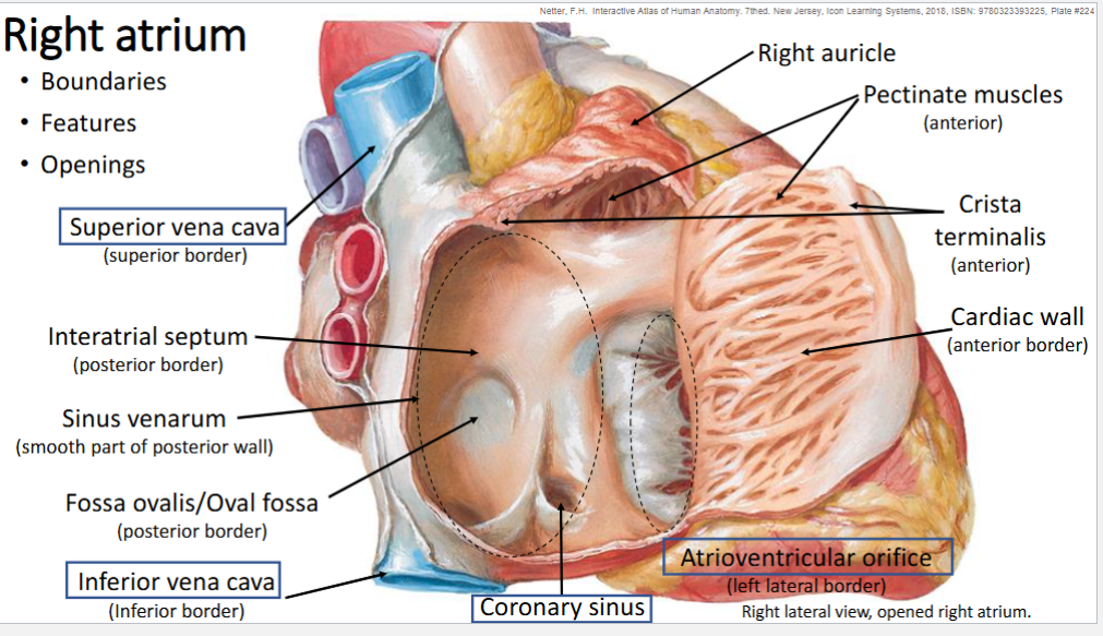 <ul><li><p>SVC - blood from upper body</p></li><li><p>IVC - loer limb, pelvis, gut</p></li><li><p>pectinate muscles: run parallel</p></li><li><p>crista terminalis:</p></li><li><p>fossa ovalis</p></li><li><p>atrioventricular orifice</p></li><li><p>right auricle</p></li><li><p>coronary sinus</p></li></ul><p></p>