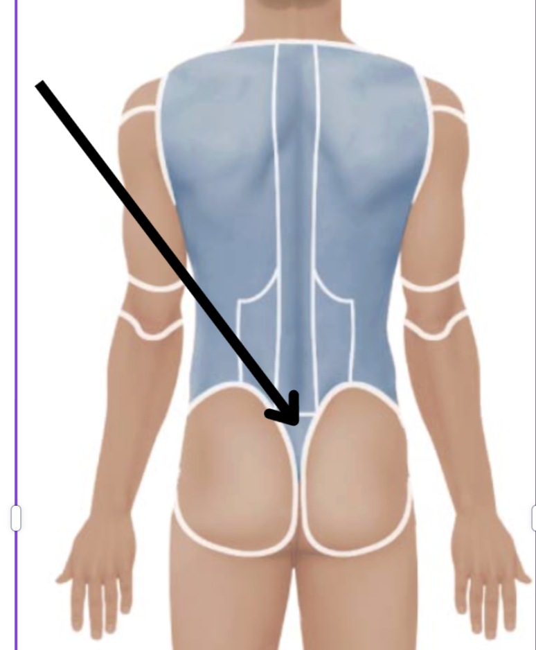 <p>Medical term, region, anteiror/posterior?</p>