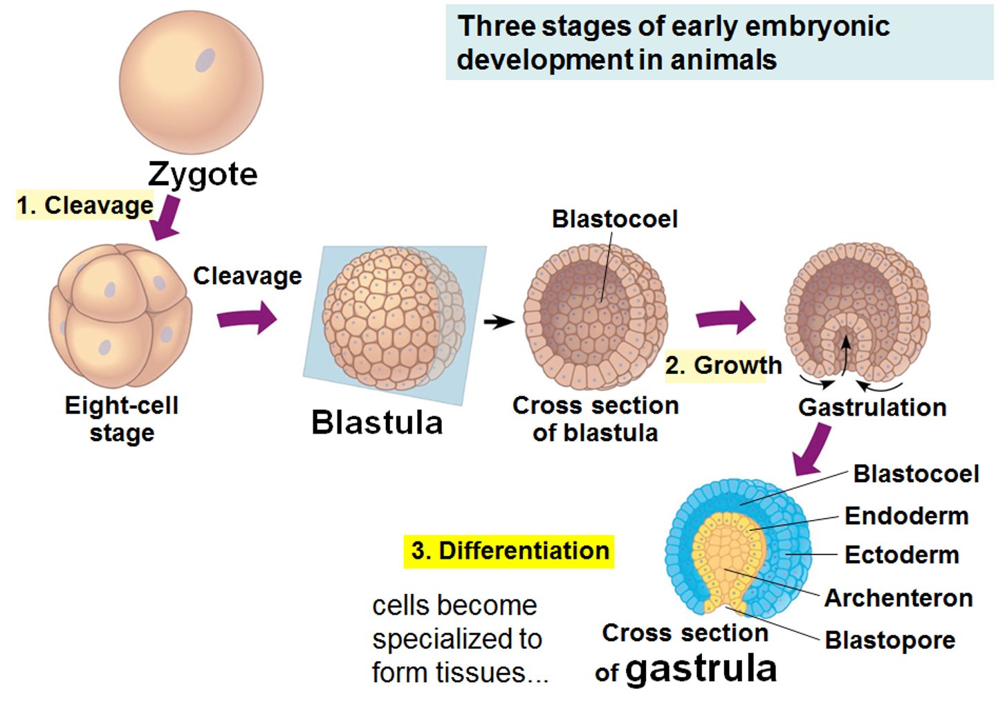 <p>- PERIOD OF THE EMBRYO</p><p>- Most vulnerable period to teratogens</p><p>- This is the most critical stage.</p><p>Major organs begin to develop:</p><p>• Brain , Heart, Eyes, Arms, Legs</p><p>- Because organs are forming, the embryo is highly vulnerable to</p><p>harmful substances.</p>