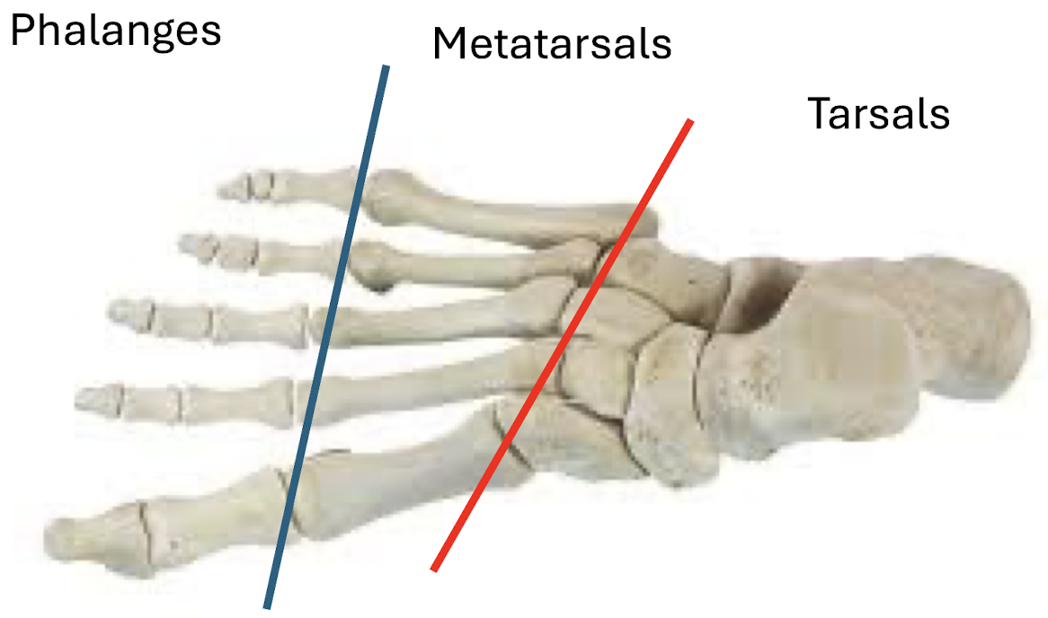 <ul><li><p>Hands + feet</p><ul><li><p>Phalanges</p></li><li><p>Metacarpals</p></li><li><p>Carpals</p></li></ul></li><li><p>Compactness, elasticity, limited motion </p></li></ul><p></p>