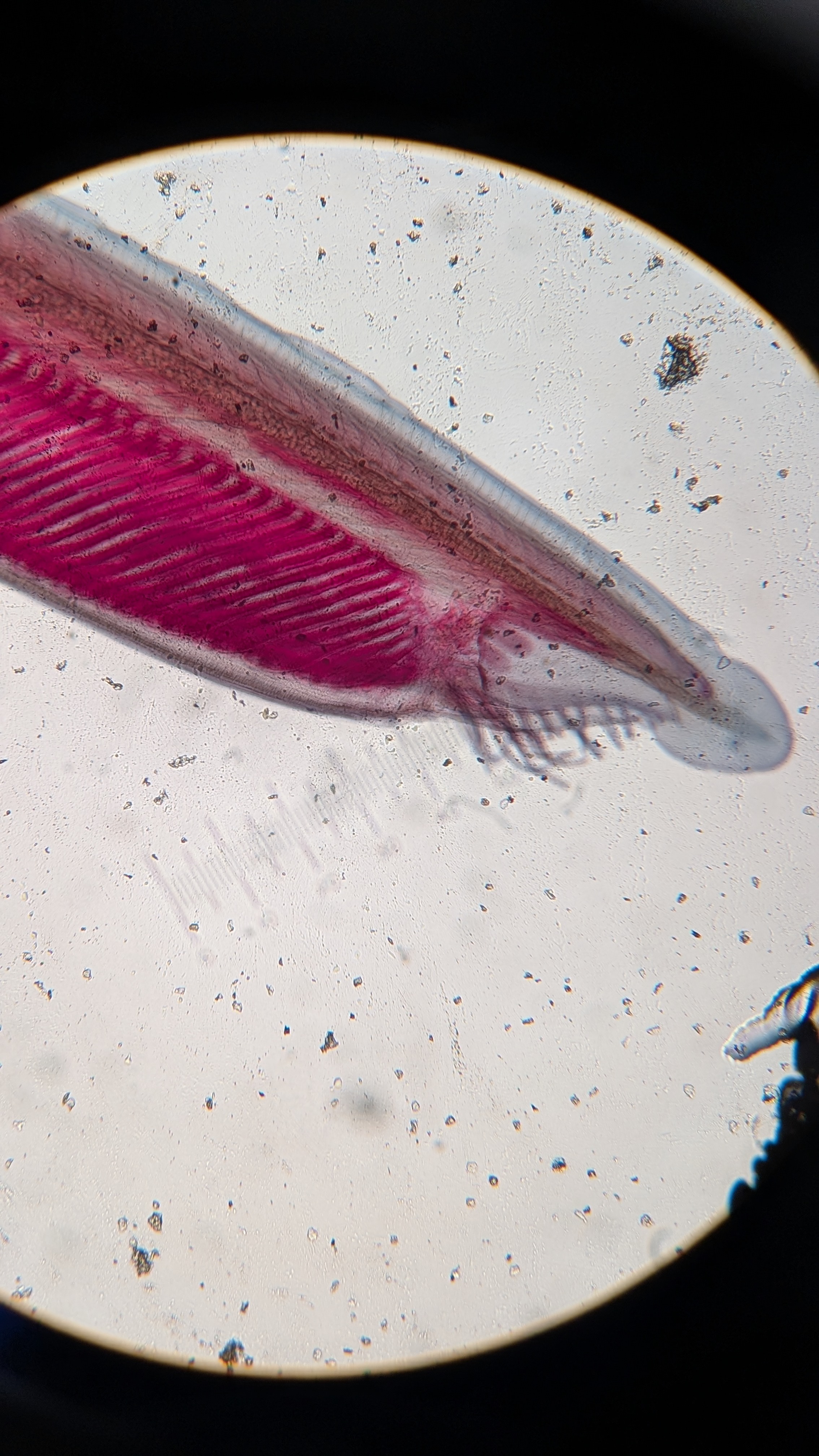 <p>Identify</p>
