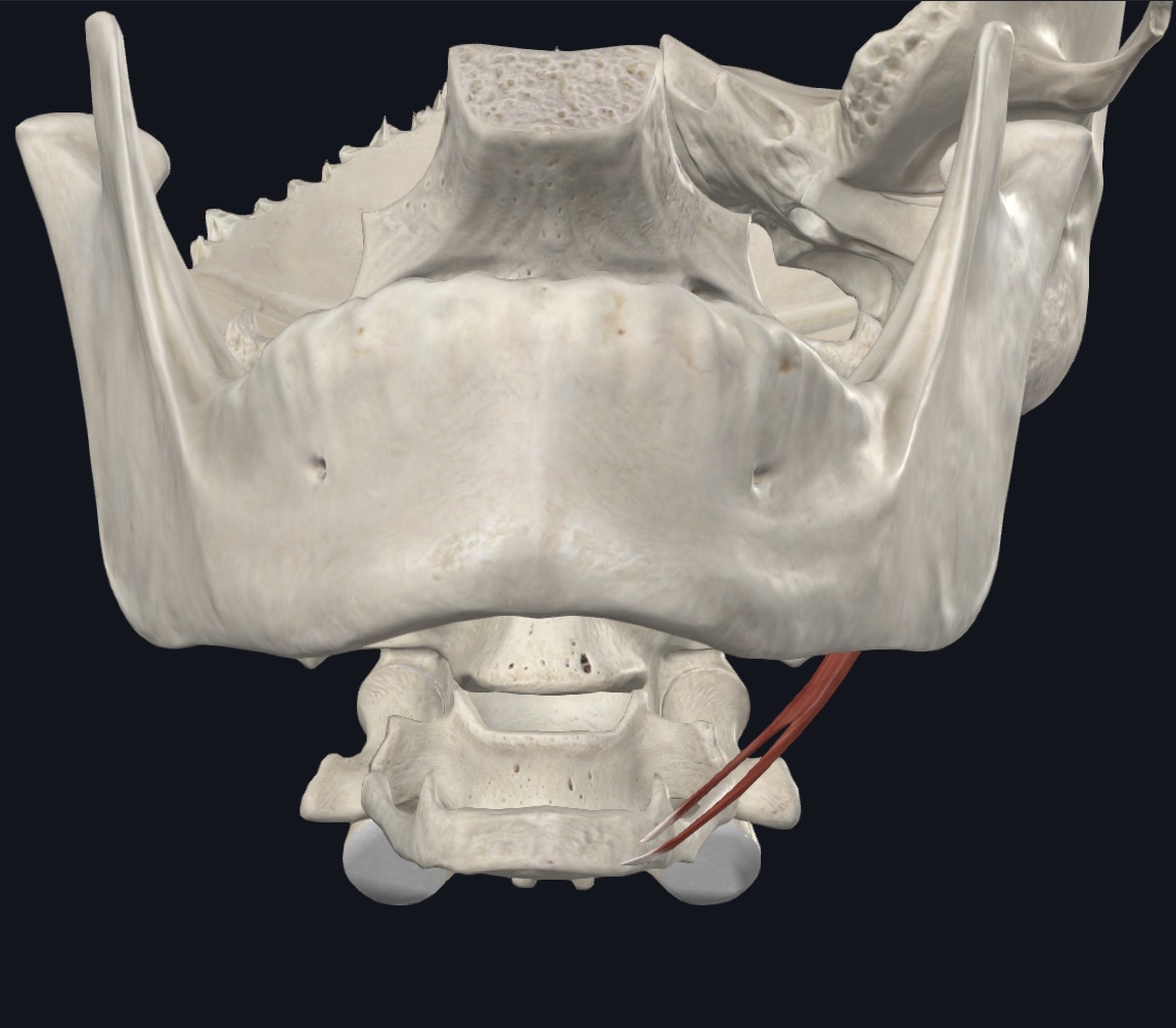 <p>Elevates and retracts hyoid, thus elongating floor of mouth </p>