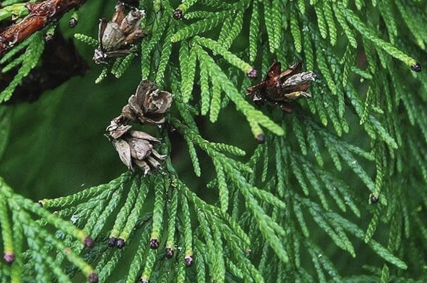 red peely bark, leaves in fanned out and wide pattern with a braided texture, dropping folliage