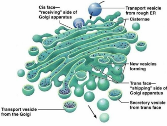 <p>Golgi body (complex)</p>