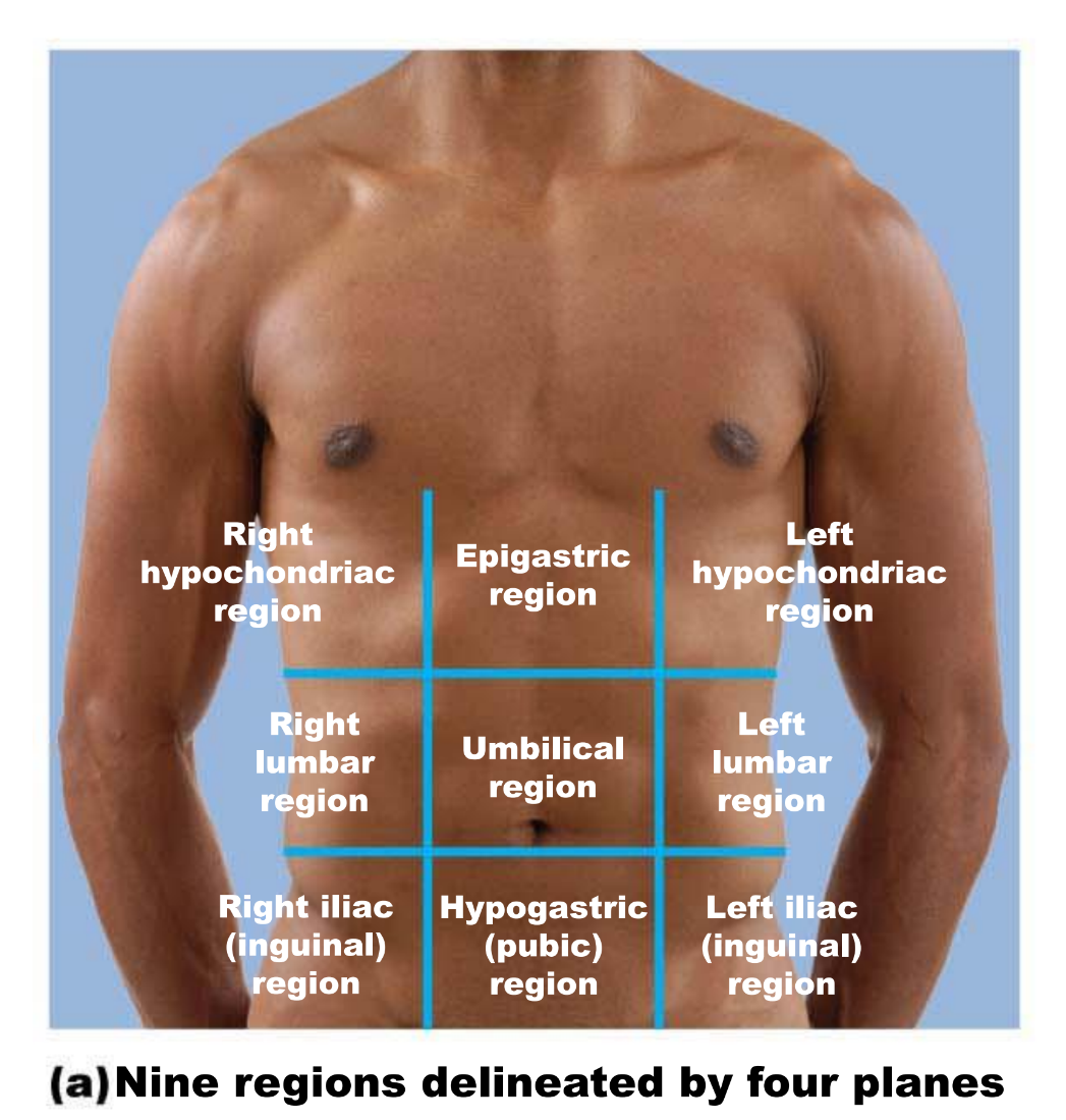 <p>9 Adominolpelvic Regions </p>