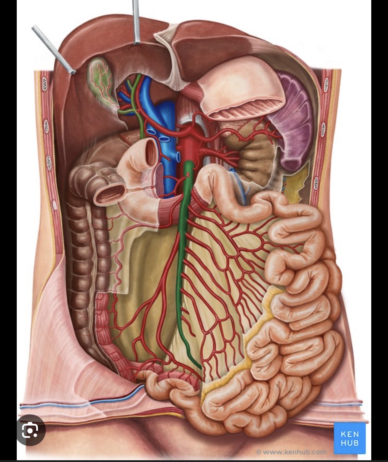 <p><span><span>branch of the abdominal aorta; supplies blood to the small intestine</span></span></p>