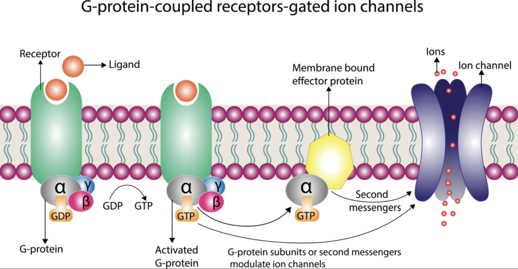 <p><span>De grootste familie van celoppervlakreceptoren, gekenmerkt door zeven transmembraandomeinen, die na binding van een ligand een heterotrimeer G-proteïne activeren aan de binnenzijde van de cel.</span></p>