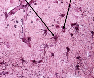 <p>Slide 31</p>
