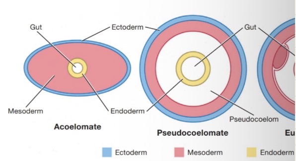<p>Describe the difference between the acoelmate and psuedocoelomate condition </p>