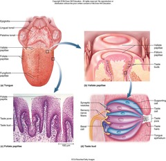 <p>Taste buds are classified into filiform, foliate, fungiform, and vallate.</p>
