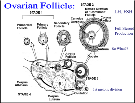 <p>develop in the fetus and primary oocyte within is arrested at prophase 1 of meiosis 1. Represent the ovarian reserve of follicles.</p>