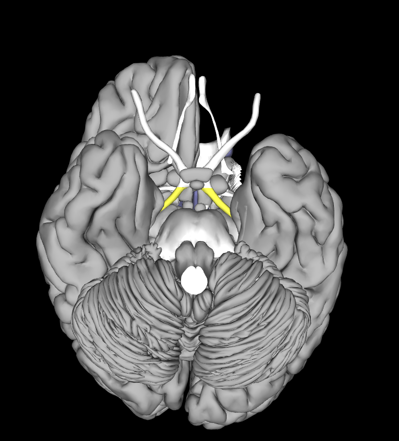 <p>What area of the brain is this</p>