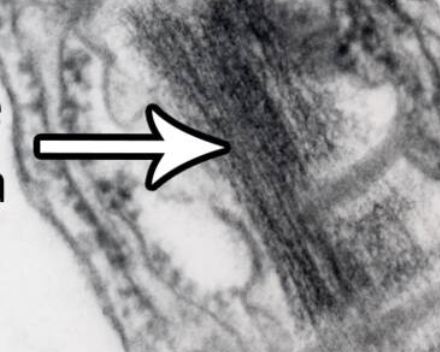 <p>pectin-rich layer that cements adjacent plant cell walls together (formed first)</p>