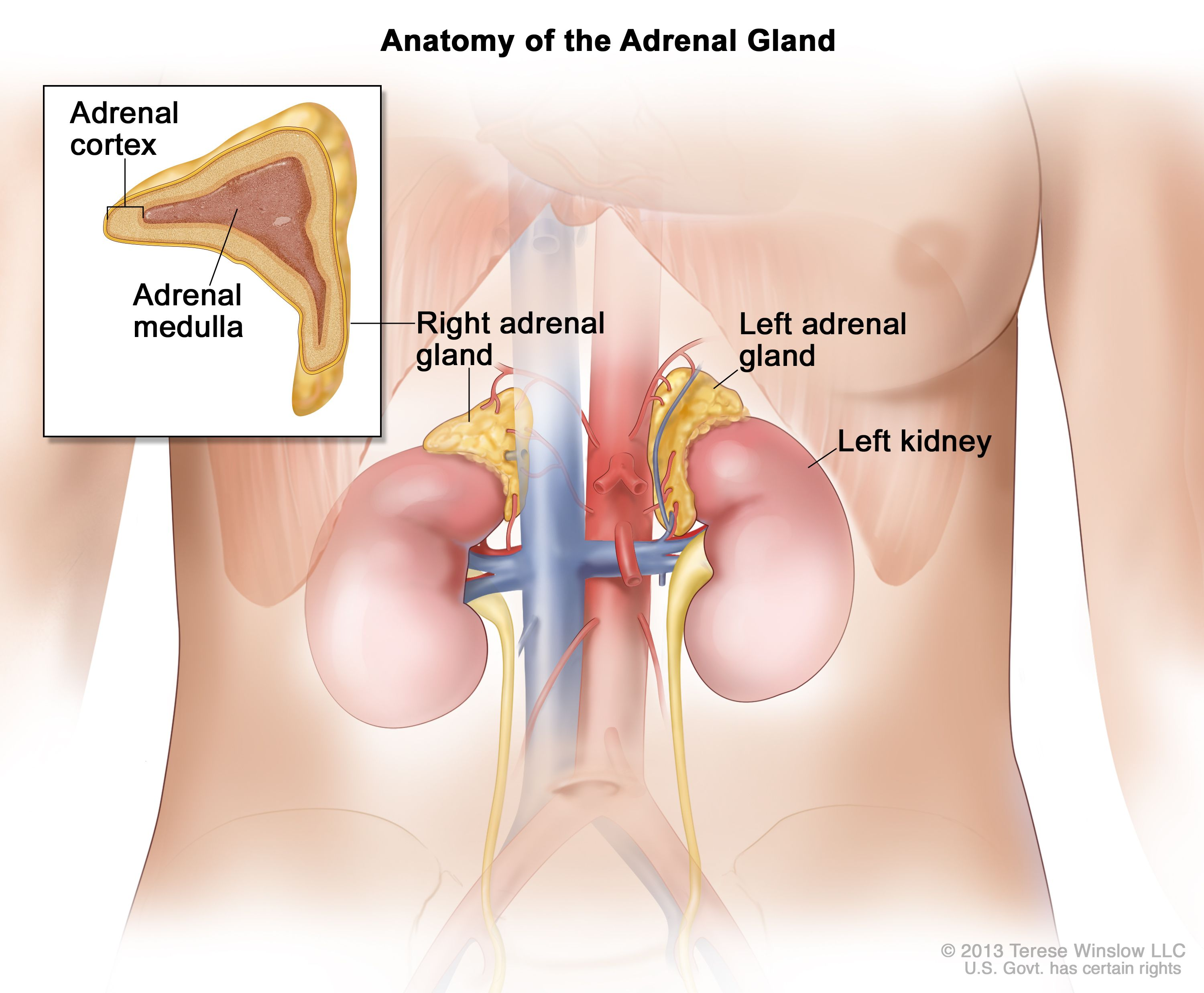 <p>Adrenal medulla </p><ul><li><p>fast response </p></li><li><p>fight or flight (increases heart rate, breathing, and blood glucose)</p></li><li><p>secretes norepinephrine </p></li></ul><p></p><p>Adrenal cortex</p><ul><li><p>slower response </p></li><li><p>creates long-term/chronic stress</p></li><li><p>raises blood sugar levels </p></li><li><p>supresses immune system </p></li><li><p>secretes aldosterone which controls water and salt balance </p></li></ul><p></p>