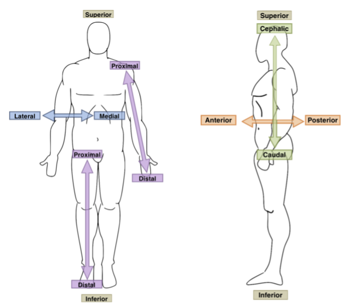 <p>CLOSER to the attachment point to the body</p>