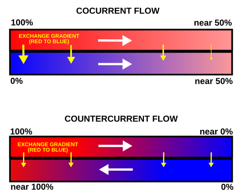 <p><strong>Body surfaces</strong> - simple, small, must be moist even if terrestrial and insefficent </p><p><strong>Gills</strong> - gas exchange in water, <strong>countercurrent exchange, </strong>maximises o2 diffusion </p><p><strong>Tracheal System </strong>- system of air filled tubes (ducts), no circulatory system required </p><p><strong>Lungs: </strong>Specialized structures for respiration in terrestrial vertebrates</p>
