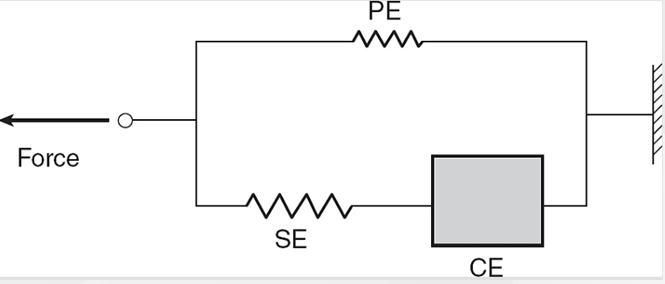<ul><li><p>CE - Contractile element = The muscle fibres which actually contract</p></li><li><p>SE - Series elastic element = The elasticity of the cross bridge cycle and the tendons attached to the muscle</p></li><li><p>PE = parallel elastic elements = the passive connective tissues which transmits force that we produce to the skeleton and prevents overstretching</p></li></ul><p></p>