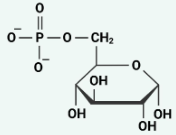 <p>glucose-6-phosphate</p>