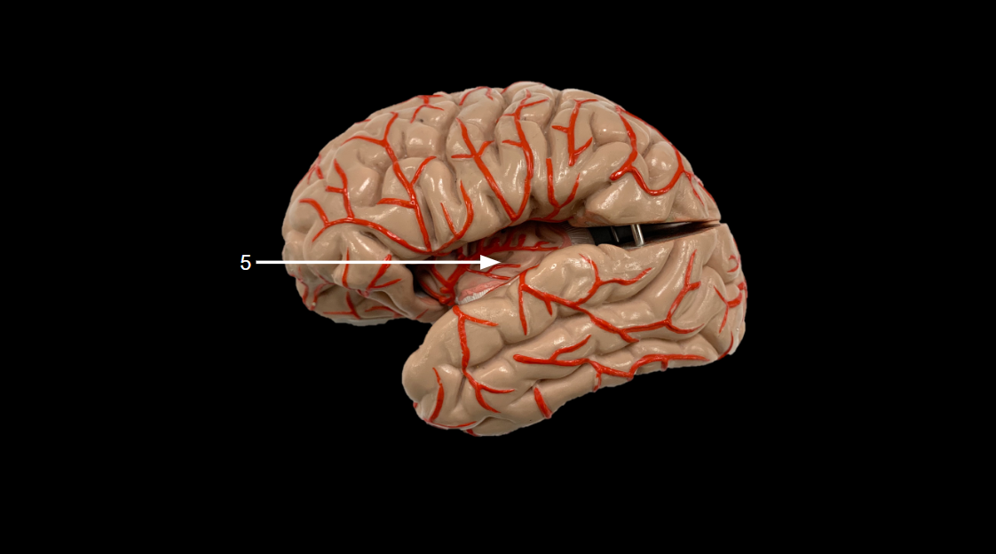 <p>WHAT IS 5 CALLED?</p>