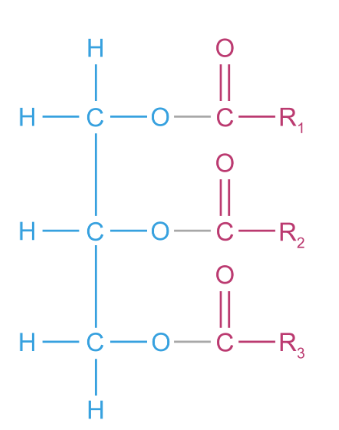 <p>An energy store consisting of a glycerol attached via ester bonds to 3 fatty acid tails - which can be saturated or unsaturated. <br>Glycerol + 3 fatty acids ←→ Triglyceride + 3 water (condensation and hydrolysis)</p>