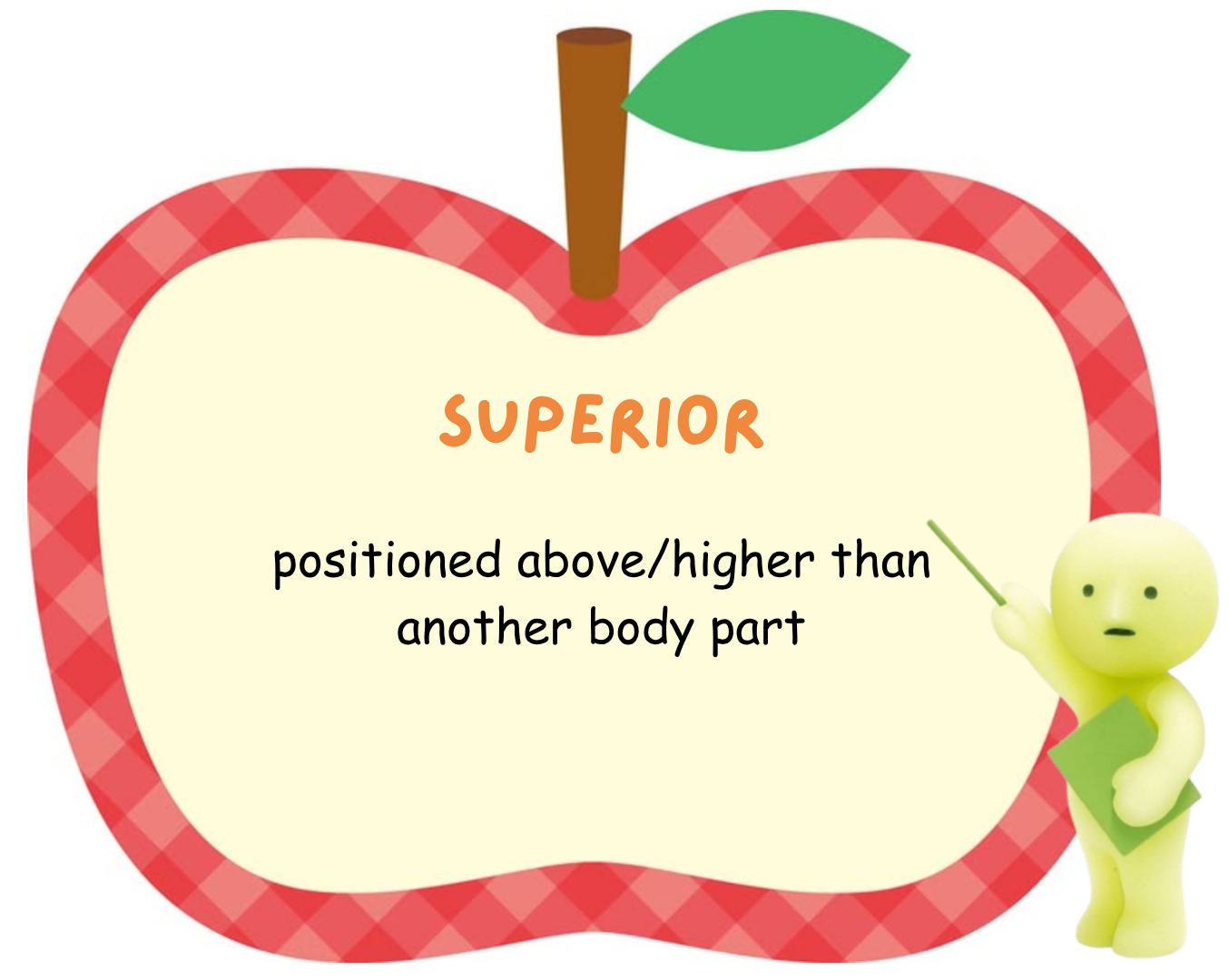 <p>superior</p>