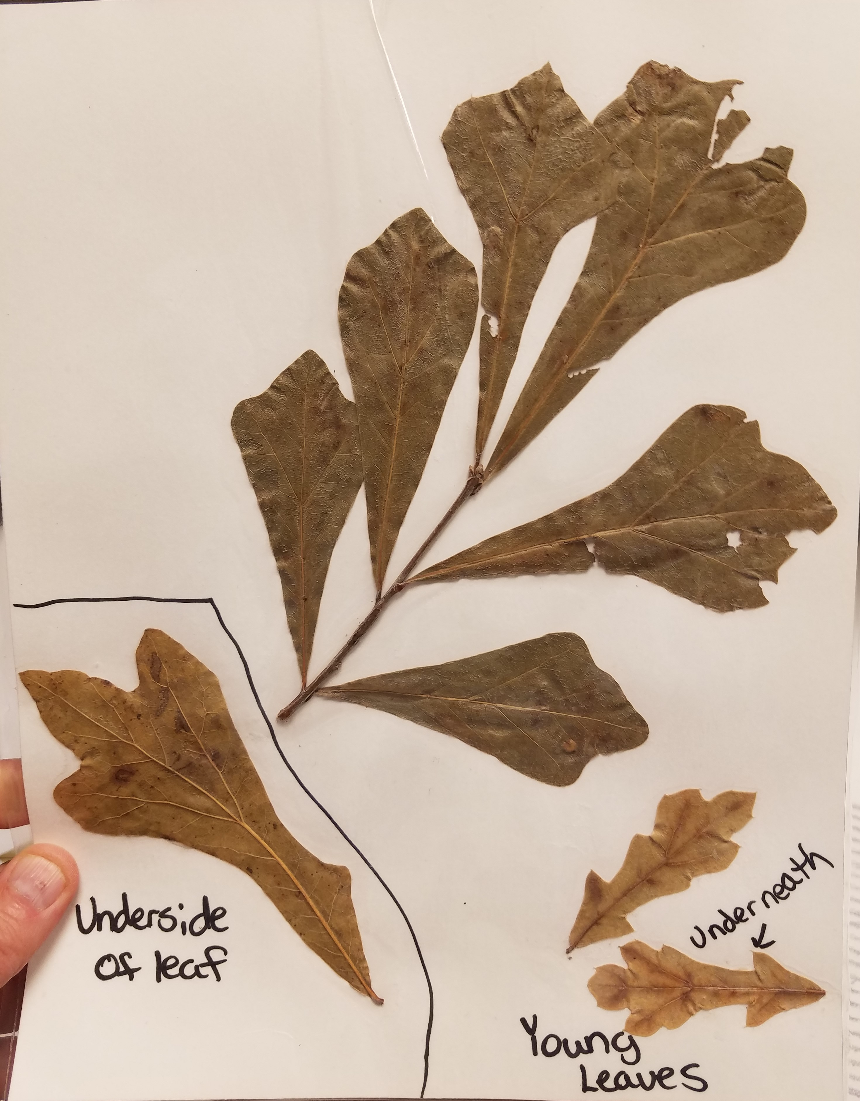 <p>What is the common name?</p>