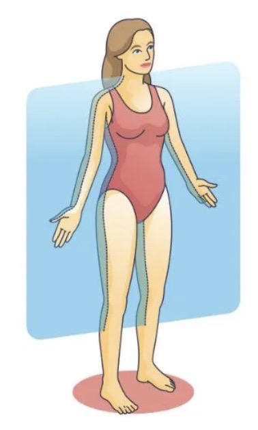 <p><span>divides the body into <strong>front (anterior)</strong> and <strong>back (posterior)</strong> portions</span></p><p><span>(Vertical)</span></p>