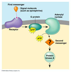 <p>binds to receptor, sends g-protein, g-protein removes P group, ATP --> cAMP, activates kinases</p>