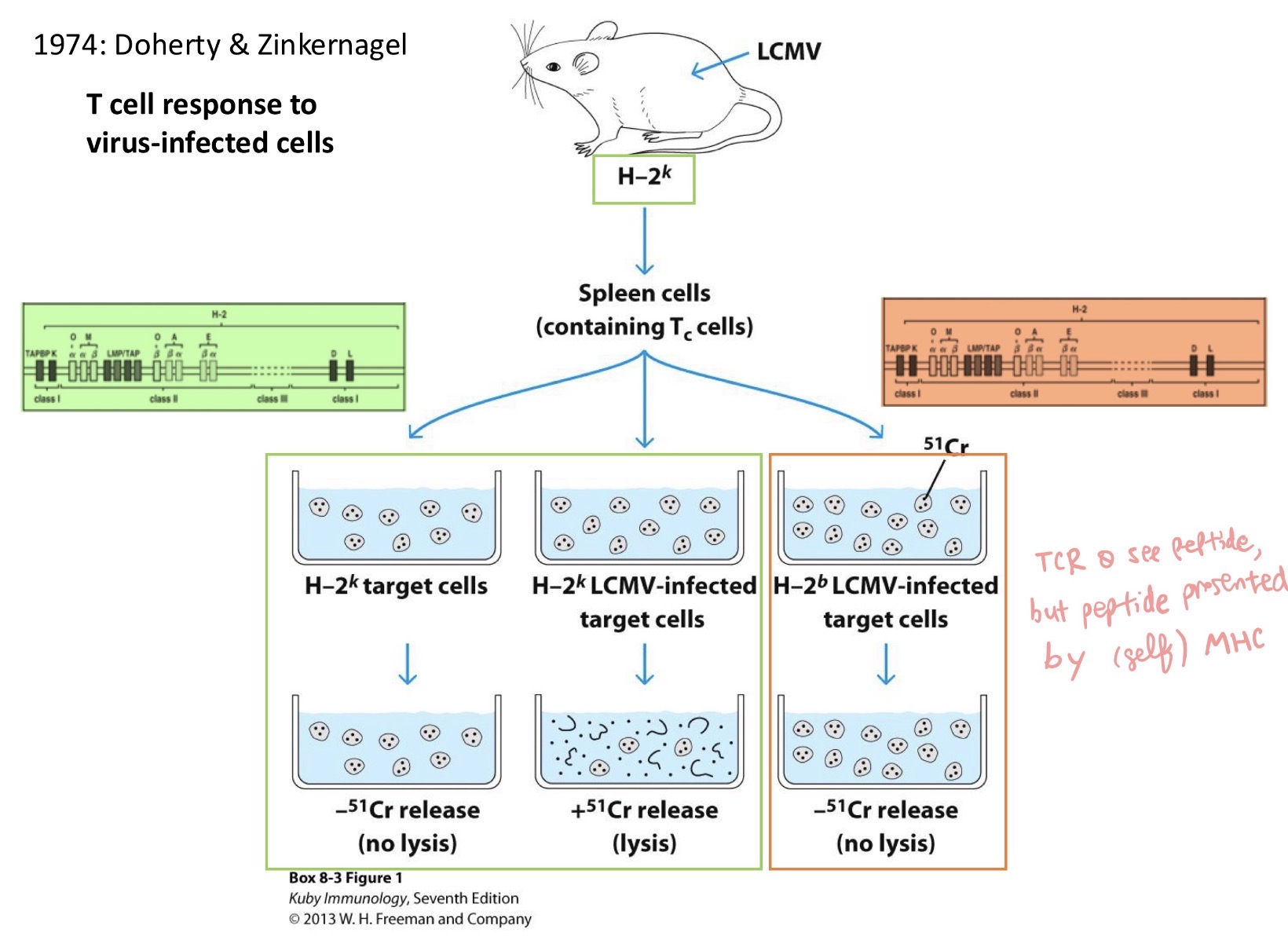 <p><span>What does this experiment show?</span></p>