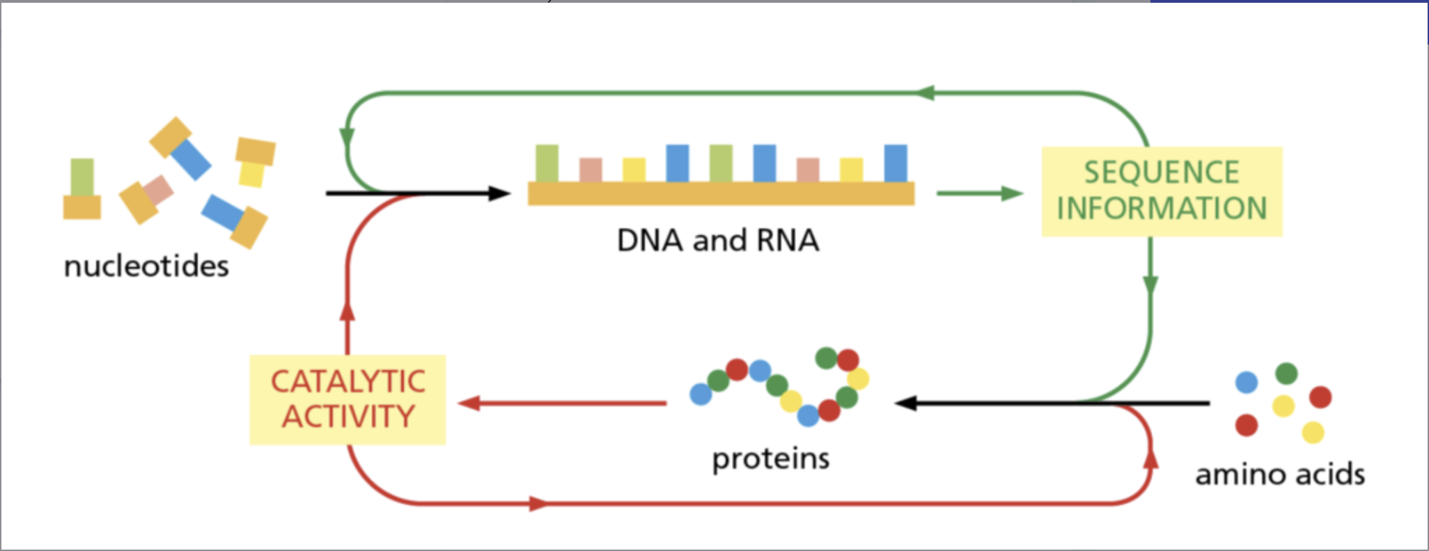 <p>Explain the Red arrows of the autocatalytic process.</p>