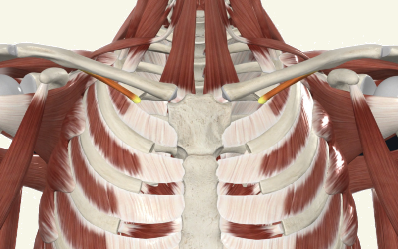 <p>subclavius Actions</p>
