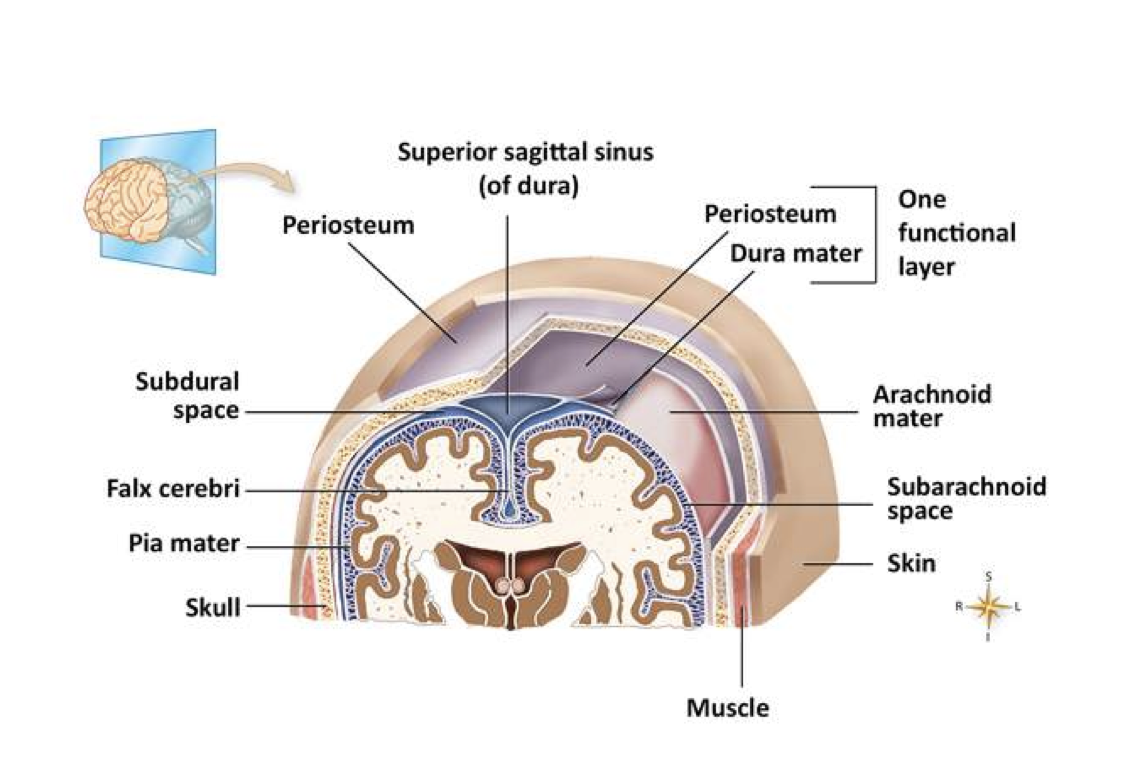 <p><span style="line-height: normal;">• </span>Dura mater is a tough membrane and the outer layer of the meninges.</p><p class="p1"><span style="line-height: normal;">• </span>Below the dura mater is the subdural space, and above it is the epidural space.</p><p class="p1"><span style="line-height: normal;">• </span>Arachnoid is the middle membrane that looks like a spider web.</p><p class="p1"><span style="line-height: normal;">• </span>Subarachnoid space is present below the arachnoid membrane that allows cerebrospinal fluid to</p><p class="p1">circulate. CSF contains glucose, proteins, and chloride.</p><p class="p1"><span style="line-height: normal;">• </span>Pia mater is the innermost, thinnest layer of the meninges. It is highly vascular and supports the brain’s blood vessels.</p>