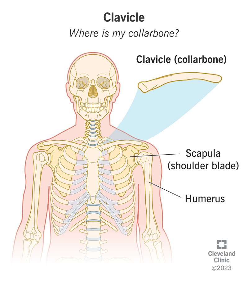 <p>-Connects Sternum → Shoulder<br>-Shaped like an “S”<br>-Has TWO ends:<br><strong>Sternal/Medial End - </strong>Toward chest<br><strong>Acromial/Lateral End - </strong>Toward shoulder</p>