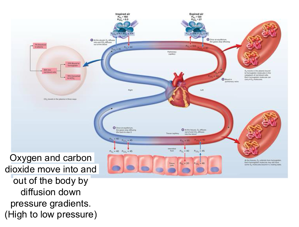 <ul><li><p><span>When a gas is in contact with a liquid that gas will dissolve in the liquid in proportion to its <strong>partial pressure.</strong></span></p></li><li><p><span>For gas exchange to be efficient, there must be a close match, or coupling, between the amount of gas reaching the alveoli, known as <strong>ventilation</strong>, and the blood flow in pulmonary capillaries, known as <strong>perfusion.</strong></span></p></li><li><p><span>Oxygen and carbon dioxide move into and out of the body by diffusion down pressure gradients. (High to low pressure)</span></p></li><li><p><span style="background-color: transparent;">Bohr Effect occurs when increasing partial pressures of carbon dioxide weakenend the hemoglobin-oxygen bond. The hemoglobin can then bind carbon dioxide and hydrogen ions to buffer carbon dioxide transport as bicarbonate. This is known as the Haldane effect.&nbsp;</span></p></li><li><p><span style="background-color: transparent; font-family: "Times New Roman", serif;">At the body tissues, high carbon dioxide causes oxygen to dissociate from hemoglobin which allows more carbon dioxide to bind to the hemoglobin thus facilitating the exchange of gases. In the lungs, the gas gradients reverse, and the uptake of oxygen facilitates the release of carbon dioxide. As hemoglobin saturates, it releases the bound hydrogen ions which then combine with bicarbonate ions to generate carbonic acid which is subsequently converted to water and carbon dioxide. The carbon dioxide is then available to be removed from the body.&nbsp;</span></p></li></ul><p></p>