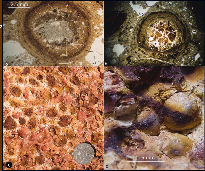 <p>Concentration of specific minerals to form hard, calcareous, ferruginous, or siderite nodules</p>