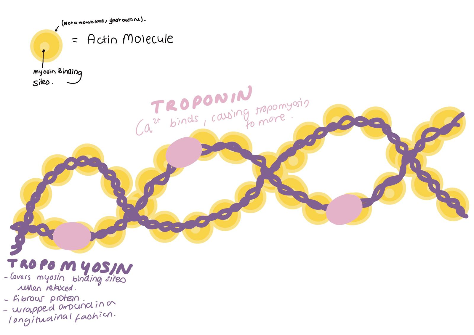 <ul><li><p>Actin filament made up of 2 helical strands of globular actin proteins that are twisted together.</p></li><li><p>Filaments associated with tropomyosin and tropinin proteins.</p><ul><li><p>Tropomyosin wrapped around filaments in a longitudinal fashion. </p></li><li><p>Tropomyosin covers the myosin binding sites.</p></li><li><p>Troponin where Ca2+ binds to, causing Tropomyosin to move.</p></li></ul></li></ul><p></p>