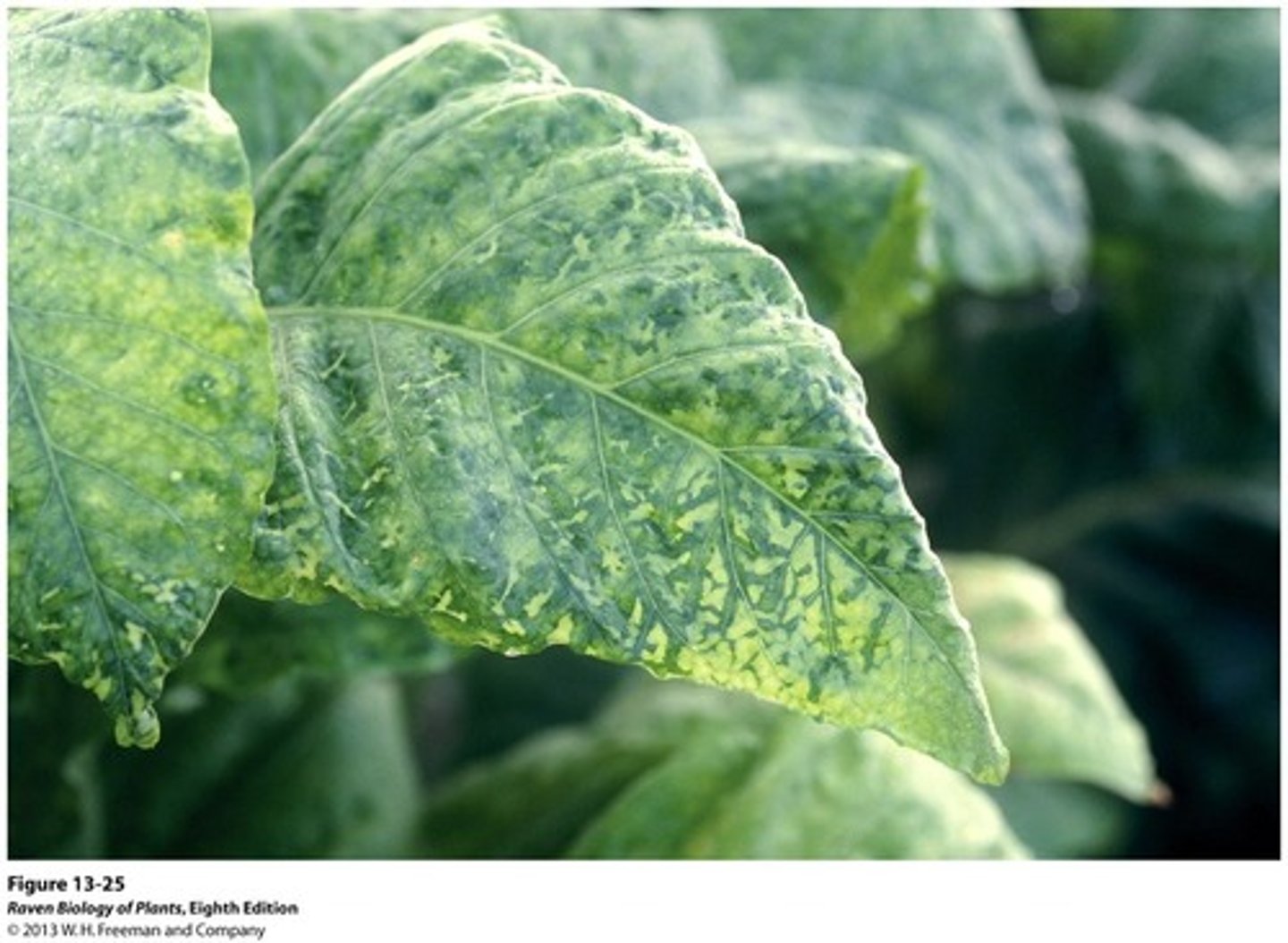 <p>A viral infectious disease that affects plants.</p><p>- Causes dark mosaic patterns on leaves, preventing photosynthesis</p><p>- Diagnosed through observation (stunted growth, etc)</p><p>- Prevent through weeding and disinfecting tools</p>