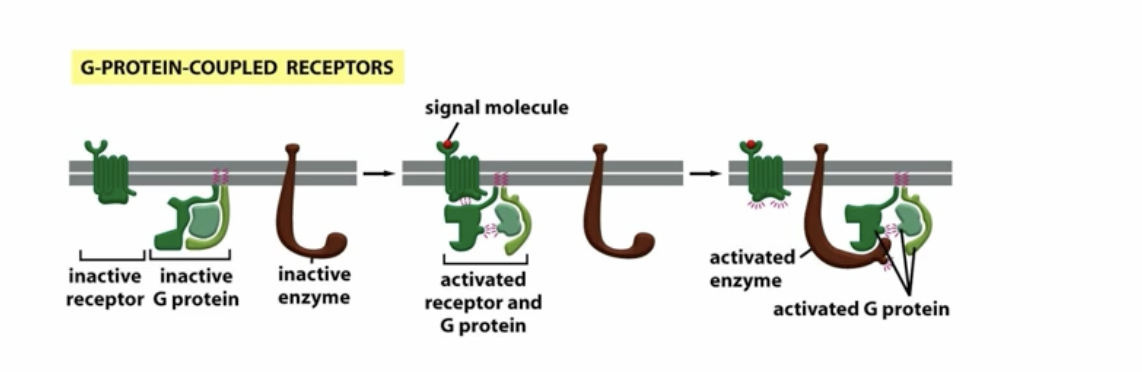 <p>signal molecule binds to the receptor, shifting the G-protein complex over allowing the G-protein to release GDP and bind GTP, putting it in the active state. The alpha chain seperates from the beta and gamma chains, allowing the alpha chain to bind to other enzymes</p>