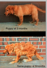 <p>What do you think is happening here because the puppy is so young?</p>