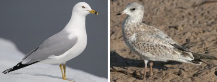 <ul><li><p><span style="background-color: transparent;"><strong>Habitat:</strong> in and around urban, suburban, and ag areas, coastal areas- estuaries, beaches, mudflats, and coastal waters, winter- docks, wharves, harbors</span><span>&nbsp;</span></p></li><li><p><span style="background-color: transparent;"><strong>Diet:</strong> thrive on basically any source of nutrition, mostly eat fish, insects, earthworms, rodents, grains, and garbage, west US- mainly use farm fields and forgo fishing</span></p></li><li><p><span style="background-color: transparent;"><strong>Characteristics:</strong> medium sized, fairly short slim bill, </span><span>black ring around tip of bill</span><span style="background-color: transparent;">, adult- light gray back with black wingtips spotted with white and white head/underparts, juveniles- mottled brown, long slender wings</span></p></li></ul><p></p>