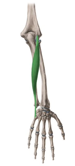 <p>flexor carpi ulnaris</p>