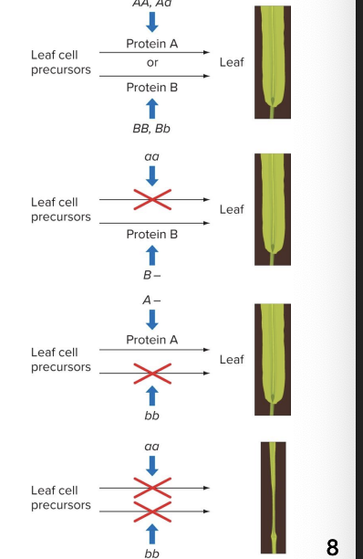 <p>Tldr the dominat alleles of the gene code for a protein with the same ability to produce the wild type phenotype </p>