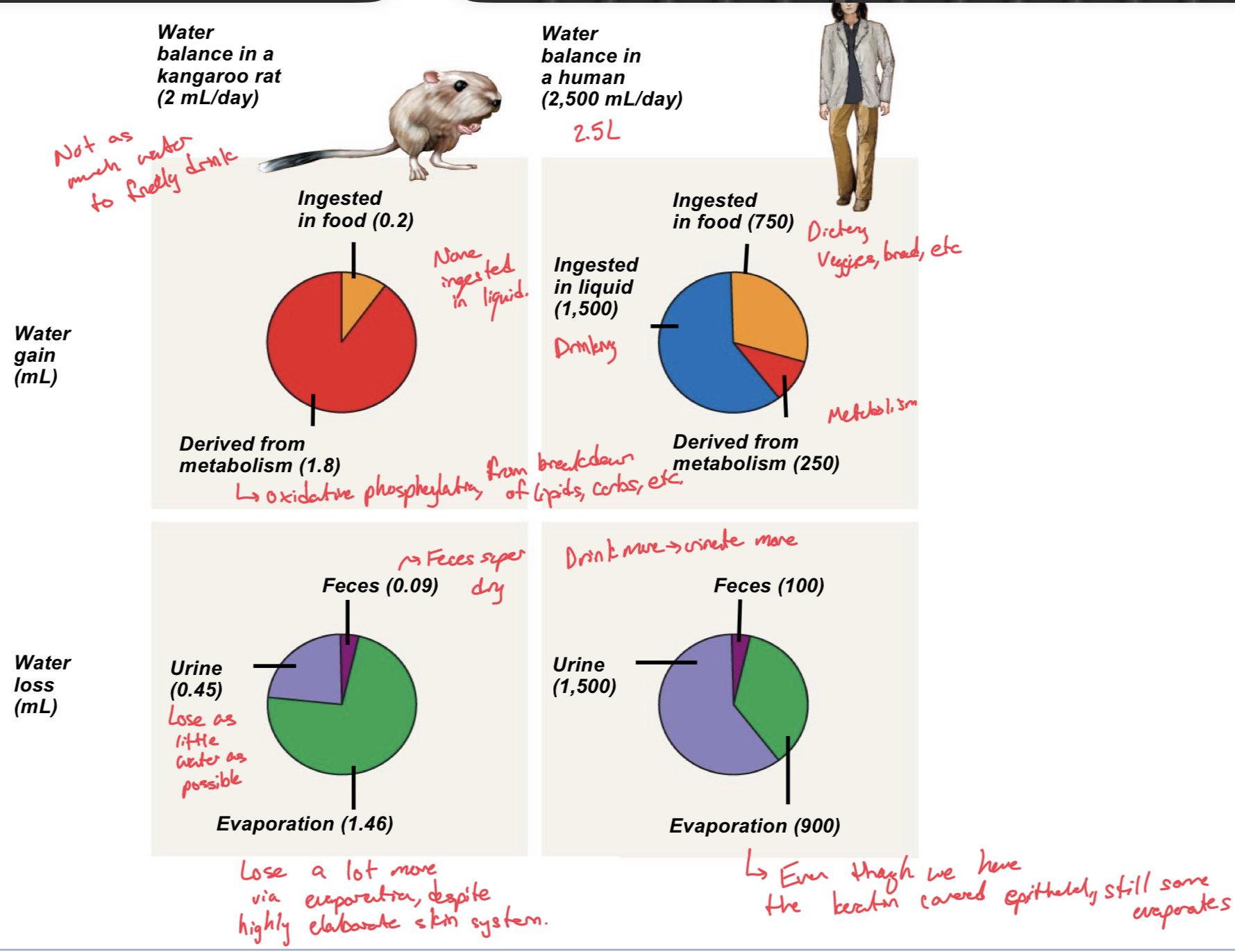 <p>Desert animals have very little external water sources available to them, almost no water to just drink. </p><p>Instead, desert animals, like the kangaroo rat gain water from ingested food and MOSTLY from their metabolic processes which produce water as a byproduct</p><p>In contrast, humans get most of their water from ingesting it in liquids, as well as getting water that is preformed in foods. Only a smaller portion of our water comes from our metabolic processes.</p><p>As far as water loss, desert animals try to conserve as much water as possible when it is being filtrated in the kidneys, so they only lose about a quarter of it to urine, very little is lost in feces, but most is lost through evaporation due to heat and conserving it otherwise. Have highly elaborate integumentary systems, but the greatest loss is still in evaporation. </p><p>As for humans, most of our water loss is through urine, then our evaporation, and the least exits through feces. Despite us having a keratin covered epithelium, some water still escapes through evaporation.</p>